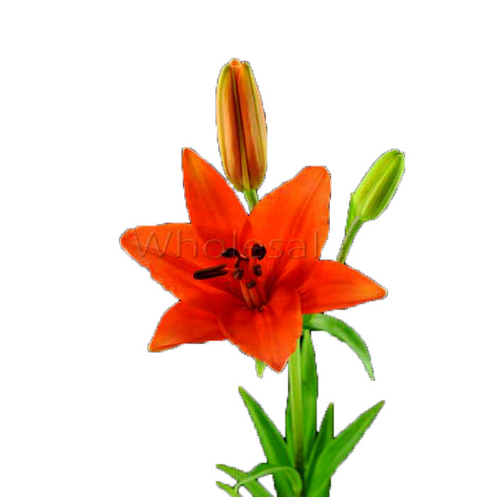 0506OR