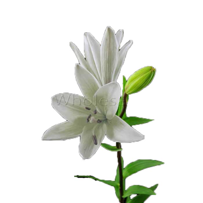 0506WH
