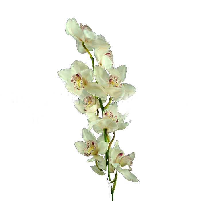 0553SW08