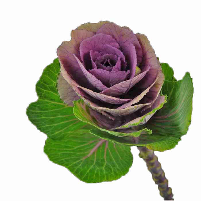 07KALEPU